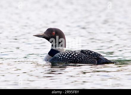 Common Loon su un lago Northwoods Foto Stock