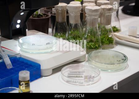 Coltivazione di OGM frumento e fagioli in laboratorio. Ingegneria genetica. Foto Stock