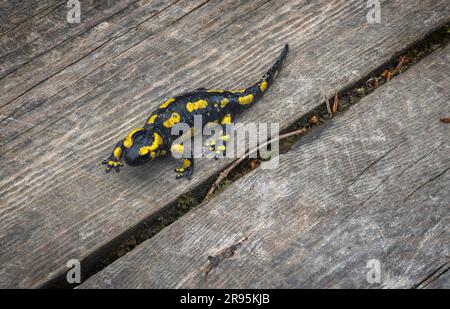 Primo piano di Fire Salamander su legno Foto Stock