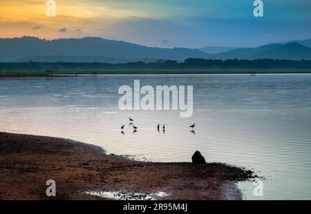 Uccelli nel serbatoio al crepuscolo con cielo colorato in Thailandia Foto Stock