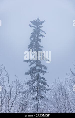 Bellissimo albero alto e sottile coperto di neve e con fitta nebbia in inverno in montagna Foto Stock