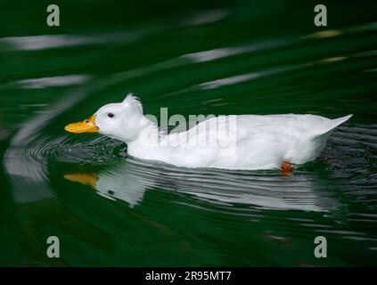 Anatra bianca che nuota in acqua. Riflesso nell'acqua del lago. Scena calma e tranquilla. Foto Stock