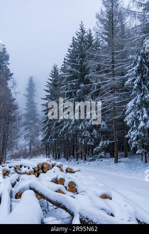 Molti alberi tagliati si trovano accanto a sentieri di montagna in montagne coperte di neve in inverno Foto Stock