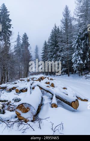 Molti alberi tagliati si trovano accanto a sentieri di montagna in montagne coperte di neve in inverno Foto Stock