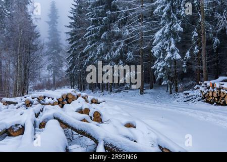 Molti alberi tagliati si trovano accanto a sentieri di montagna in montagne coperte di neve in inverno Foto Stock