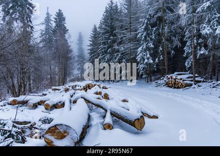 Molti alberi tagliati si trovano accanto a sentieri di montagna in montagne coperte di neve in inverno Foto Stock