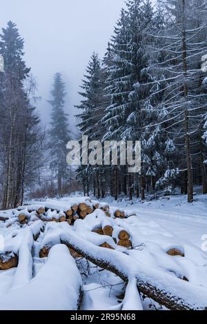 Molti alberi tagliati si trovano accanto a sentieri di montagna in montagne coperte di neve in inverno Foto Stock