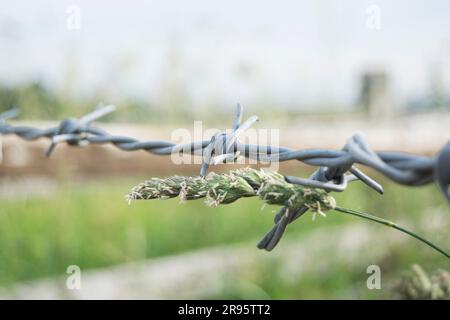 Filo spinato che circonda un cortile agricolo Foto Stock