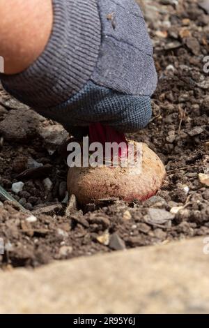 Persona che tira barbabietole da un orto. Fai crescere il tuo concetto Foto Stock