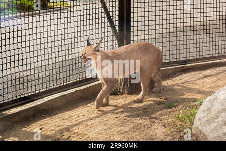 Caracal, Caracal cammina sulla sabbia in gabbia, calore. Zoo in Europa Foto Stock