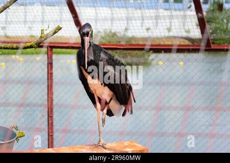 Una cicogna nera selvaggia adulta, Ciconia nigra, si trova su una gamba in uno zoo in Europa Foto Stock