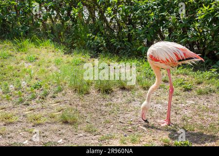 Uno splendido fenicottero rosa sorge graziosamente circondato da una lussureggiante vegetazione. Il collo lungo e le gambe sottili trasudano eleganza e leggerezza. Foto Stock