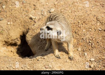 Un giovane meerkat siede sulla sabbia al caldo in uno zoo europeo Foto Stock