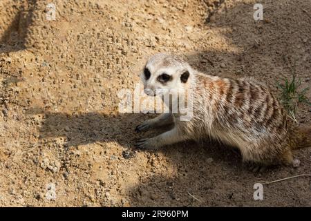 Un giovane meerkat siede sulla sabbia al caldo in uno zoo europeo Foto Stock