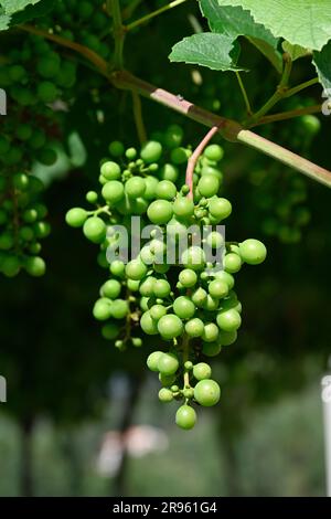 Grappolo di uva giovane in grappolo appeso alla vite Foto Stock