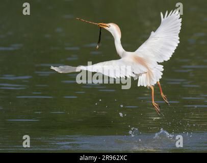 L'egretto di bestiame (Bubulcus ibis) vola con il bastone per il nido prelevato dall'acqua, zona di Houston, Texas, Stati Uniti. Foto Stock