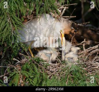 Egret di bestiame (Ardea [Bubulcus] ibis) che dà da mangiare ai pulcini del nido, zona di Houston, Texas, Stati Uniti. Foto Stock