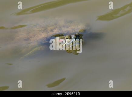 Vecchio cursore dalle orecchie rosse (Trachemys scripta elegans) con il guscio coperto da erbacce d'acqua che guardano dall'acqua di un lago, zona di Houston, Texas, USA. Foto Stock