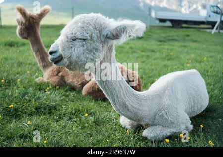 Recentemente rasata la giovane alpaca bianca con gli occhi chiusi seduta accanto a un alpaca marrone. Foto Stock