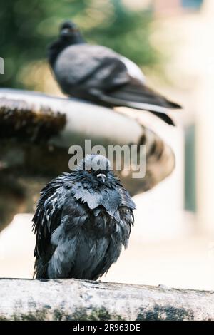 Primo piano di un piccione (Columba) seduto in cima a una fontana con un altro piccione sullo sfondo. Foto Stock