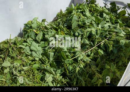 Bridport, Dorset. 24 giugno 2023. World Nettle Eating Contest. Tenuto presso la Dorset Nectar Cider Farm, Bridport, Dorset. Crediti: Steve Davey/Alamy Live News Foto Stock