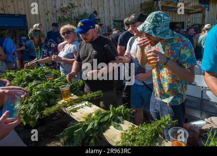 Bridport, Dorset. 24 giugno 2023. World Nettle Eating Contest. Tenuto presso la Dorset Nectar Cider Farm, Bridport, Dorset. Crediti: Steve Davey/Alamy Live News Foto Stock