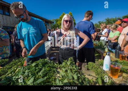 Bridport, Dorset. 24 giugno 2023. World Nettle Eating Contest. Tenuto presso la Dorset Nectar Cider Farm, Bridport, Dorset. Crediti: Steve Davey/Alamy Live News Foto Stock