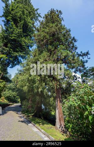 Cedro rosso giapponese Cryptomeria japonica primo piano dell'albero Foto Stock