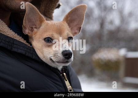 Un cane chihuahua si siede in una giacca da uomo per una passeggiata in inverno sulla strada, il cane si congela e si siede in una giacca al freddo Foto Stock