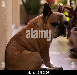 Il bulldog francese beige si trova sul balcone. Sullo sfondo ci sono vasi di fiori. Il cane guarda con attenzione al pavimento Foto Stock