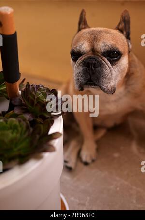 Il bulldog francese beige si trova sul balcone. Sullo sfondo ci sono vasi di fiori. Il cane guarda con attenzione al pavimento Foto Stock