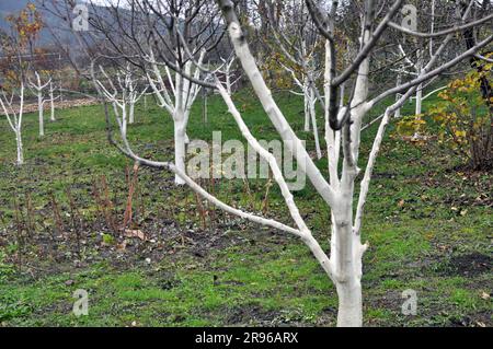 Imbiancamento di alberi da frutto nel frutteto per la protezione da parassiti e scottature solari. Foto Stock