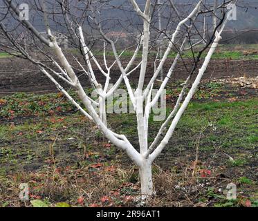 Imbiancamento di alberi da frutto nel frutteto per la protezione da parassiti e scottature solari. Foto Stock