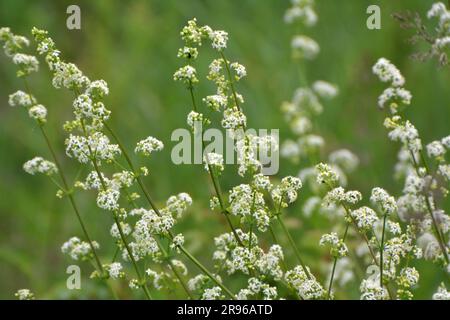 Galium cresce in un prato in natura Foto Stock