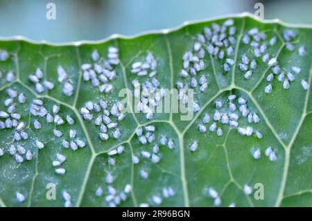 Farfalla molto nociva bianca (Aleyrodes proletella) sulla pianta Foto Stock