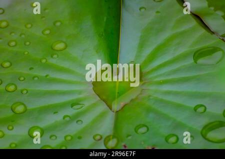 Heart of Water, Lily Pad Foto Stock