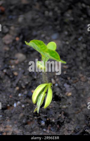 Germogli di fagioli nel giardino, fagioli francesi, fagioli comuni (Phaseolus vulgaris) Foto Stock