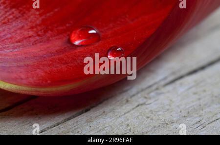 Una singola foglia di tulipano, adagiata su una vecchia tavola di legno, con 2 piccole gocce d'acqua Foto Stock