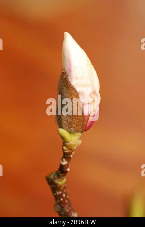 Bud di un albero di magnolia Foto Stock