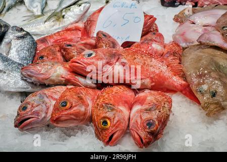 Pesce scorpione rosso e altro pesce in vendita in un mercato a Barcellona, Spagna Foto Stock