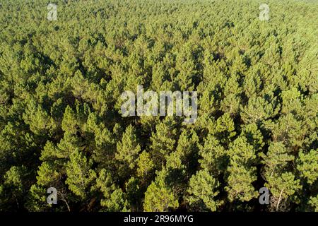 vista aerea di una pineta all'alba Foto Stock