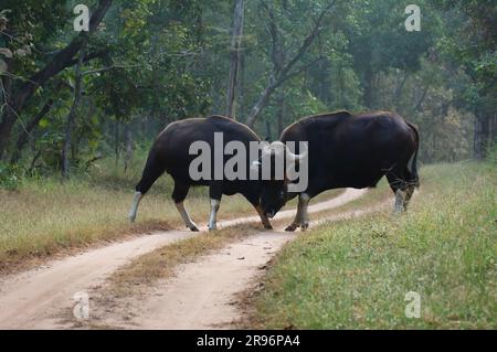 Gaurs (Bos gaurus), Pench National Park, Madhya Pradesh, India Foto Stock