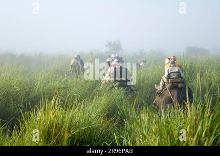 I turisti che cavalcano gli elefanti asiatici (Elephas maximus), il parco nazionale di Kaziranga, Assam, India Foto Stock