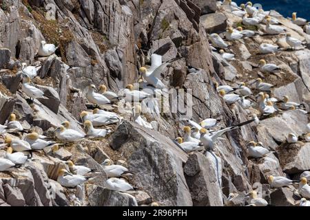 Colonia o tuffo degli uccelli marini Gannet 'Morus bassana' che nidificano sulle ripide scogliere rocciose di Great Saltee Island, Wexford, Irlanda Foto Stock