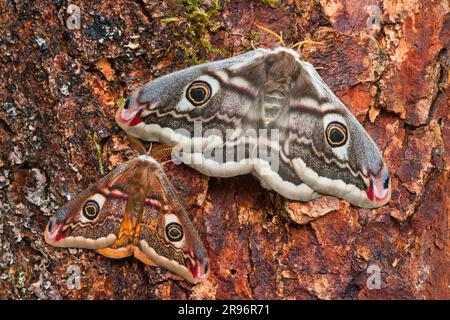 Piccola falena imperiale (Saturnia pavonia), coppia, maschio, femmina, Renania-Palatinato, Germania Foto Stock