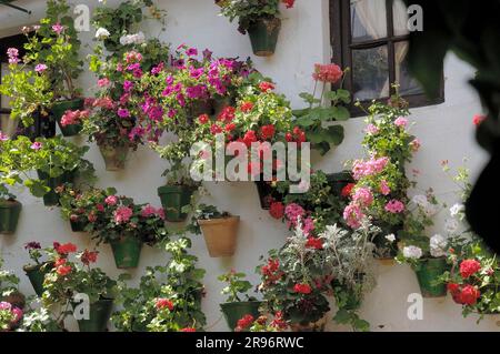 Fiori sul muro della casa, ebraico, cortile nel quartiere ebraico, Cordova, Andalusia, Spagna Foto Stock