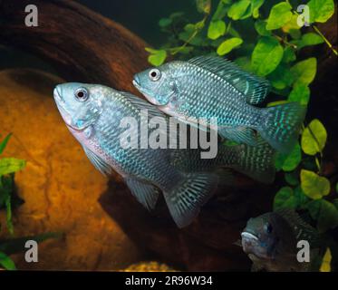 Ciclidi Zilles (Tilapia zilli) Foto Stock