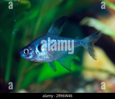 Fantoccio nero tetra (Megalamphodus megalopterus), laterale Foto Stock