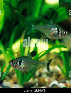 Fantoccio nero tetra (Megalamphodus megalopterus), laterale Foto Stock