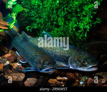 Trota di fiume - screziato trote (Salvelinus fontinalis) Foto Stock